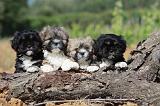LHASSA APSO 096